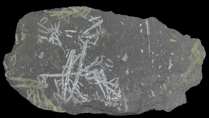 Fossil Graptolites (Didymograptus) - Great Britain #66630